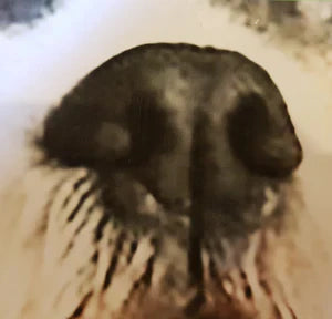 Capturing a small dog's nose using oil paints. - Animal Art by Susan Gardner - Contemporary Expressionist - Colourful Fine Art