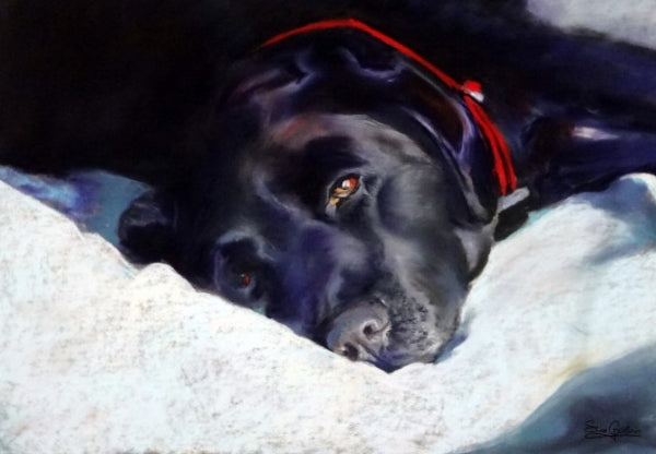 How to paint a black dog - Animal Art by Susan Gardner - Contemporary Expressionist - Colourful Fine Art
