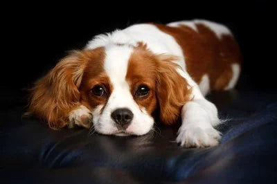 Portrait of a Cavalier - Animal Art by Susan Gardner - Contemporary Expressionist - Colourful Fine Art