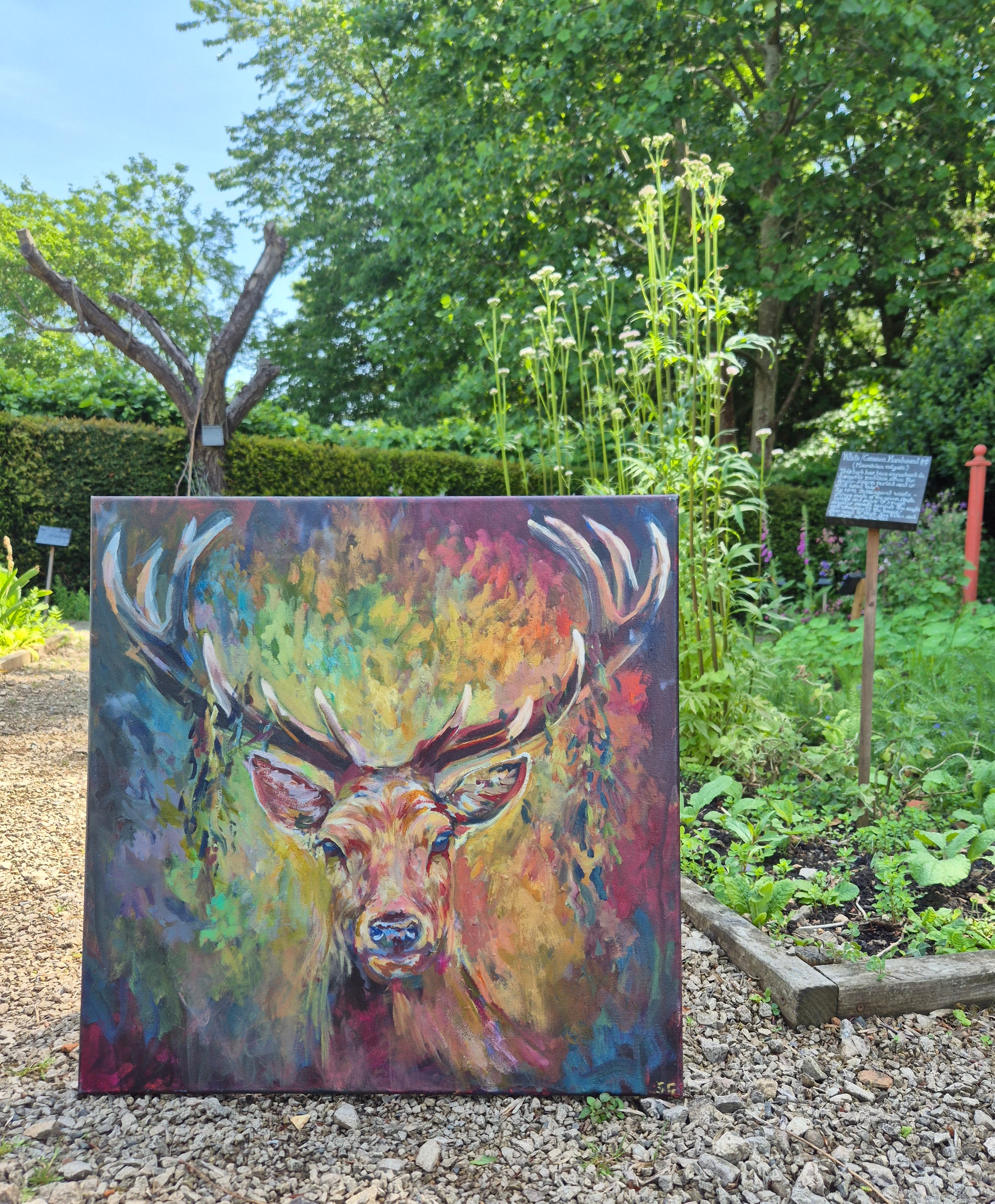 Wild Deer Encounters