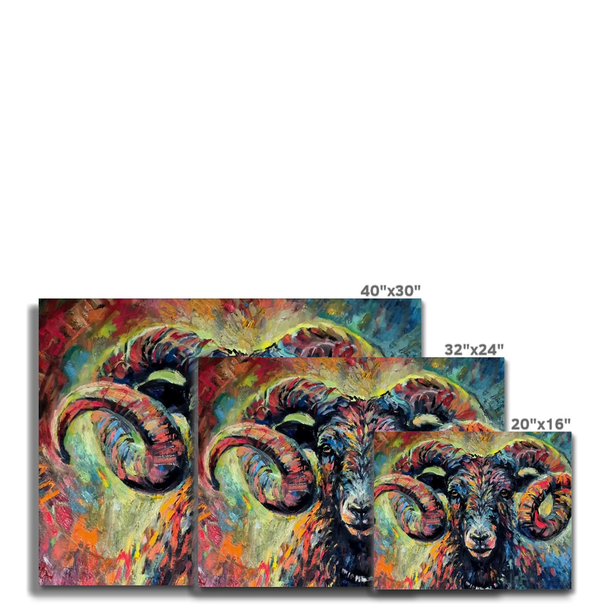 Ironside - sheep art by susan gardner - ram fine art prints