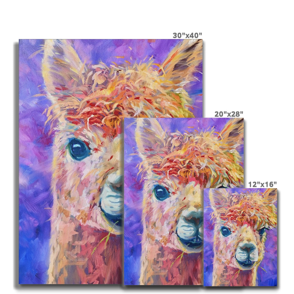 Chiquitita Canvas - - susan gardner - uk artist - colourful animal art